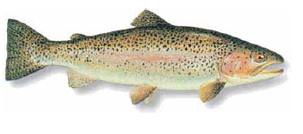 Truite arc-en-ciel pisciculture