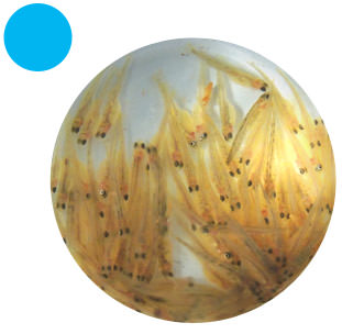 poissons dans un bécher utilisé en laboratoire et un aquarium en rond